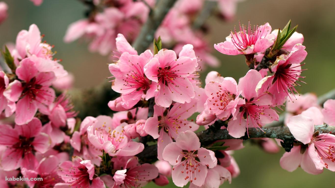 綺麗なピンクの林檎の花の壁紙(1366px x 768px) 高画質 PC・デスクトップ用