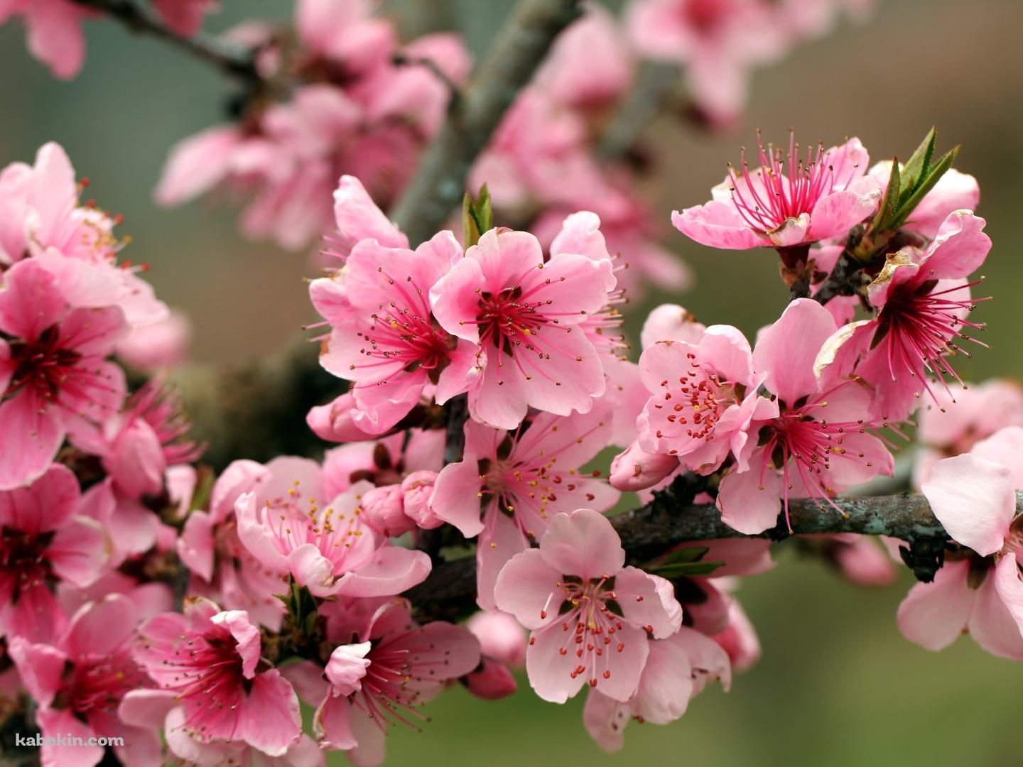 綺麗なピンクの林檎の花の壁紙(1440px x 1080px) 高画質 PC・デスクトップ用