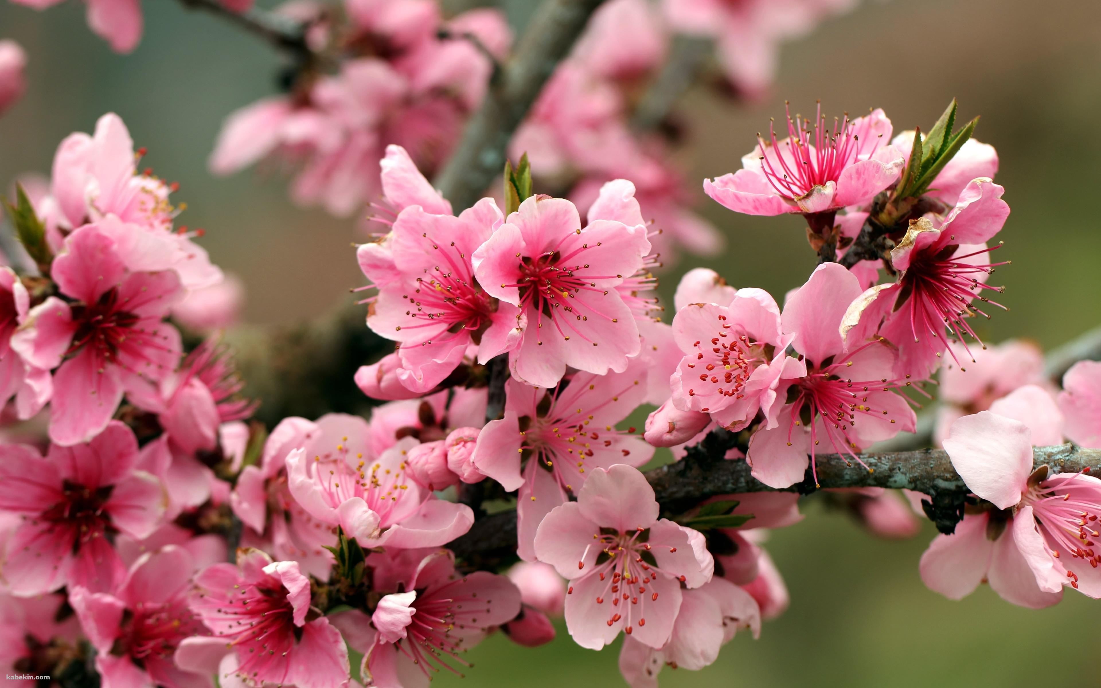 綺麗なピンクの林檎の花の壁紙(3840px x 2400px) 高画質 PC・デスクトップ用