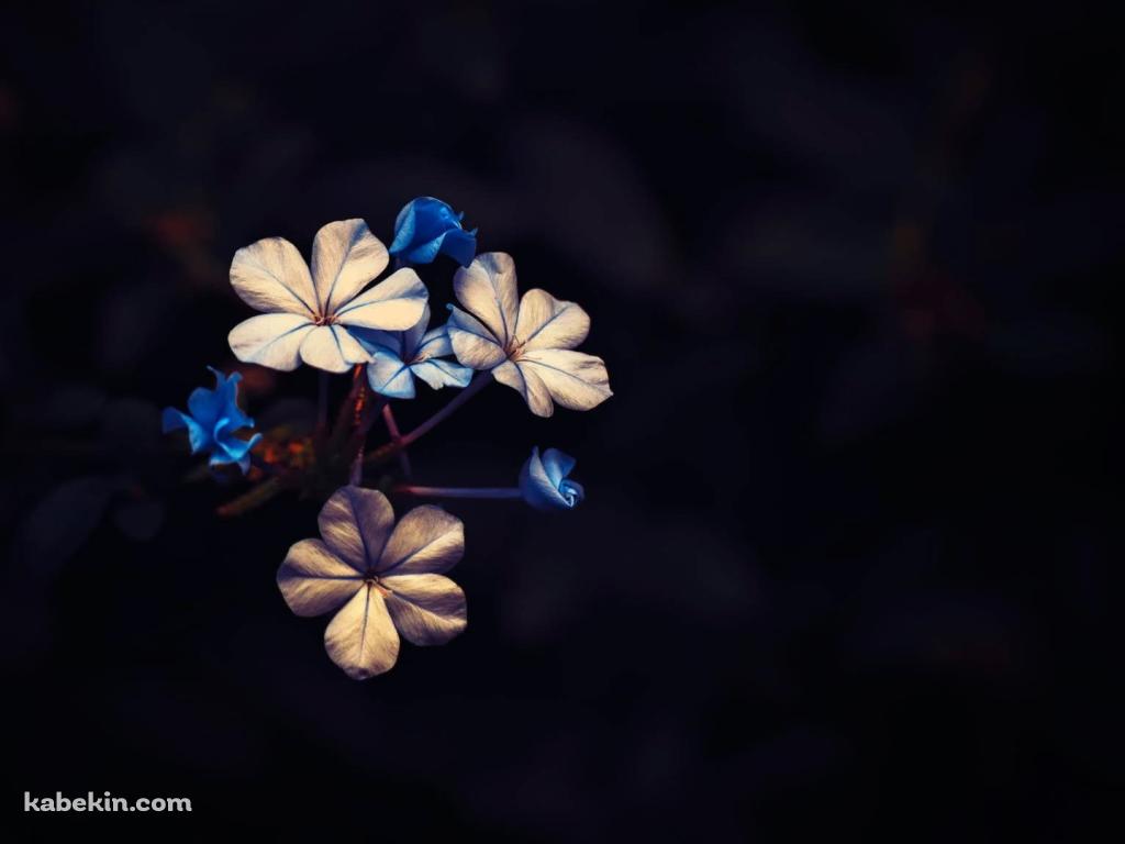 ビンテージ 青と白の花の壁紙(1024px x 768px) 高画質 PC・デスクトップ用