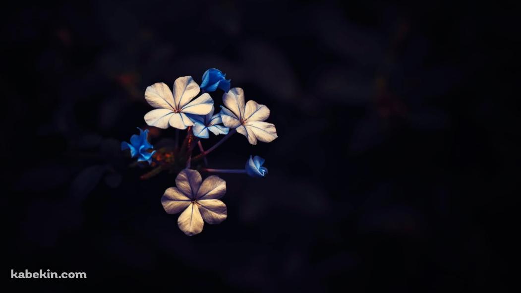 ビンテージ 青と白の花の壁紙(1051px x 591px) 高画質 PC・デスクトップ用
