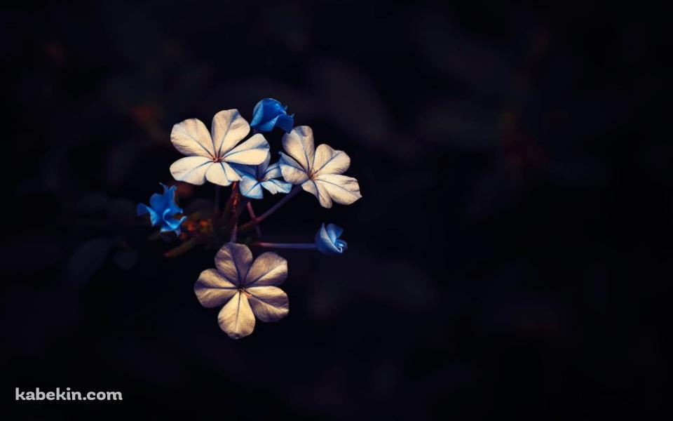 ビンテージ 青と白の花の壁紙(960px x 600px) 高画質 PC・デスクトップ用