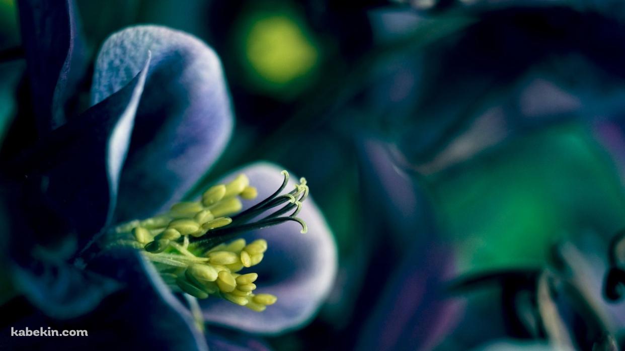 春の花の壁紙(1242px x 698px) 高画質 PC・デスクトップ用