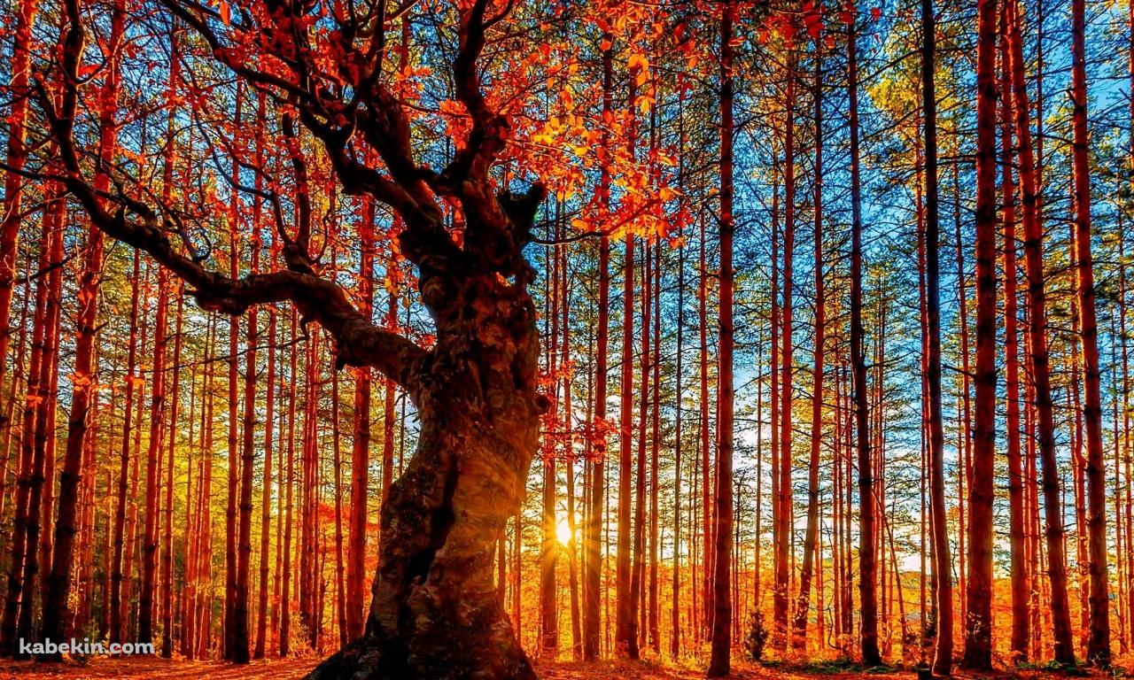 森 綺麗な 紅葉の森の壁紙(1280px x 768px) 高画質 PC・デスクトップ用