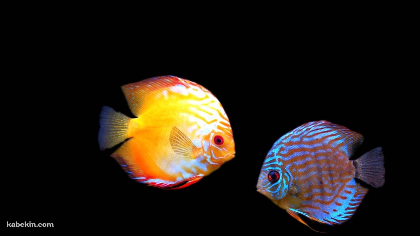 ディスカスの壁紙(1366px x 768px) 高画質 PC・デスクトップ用