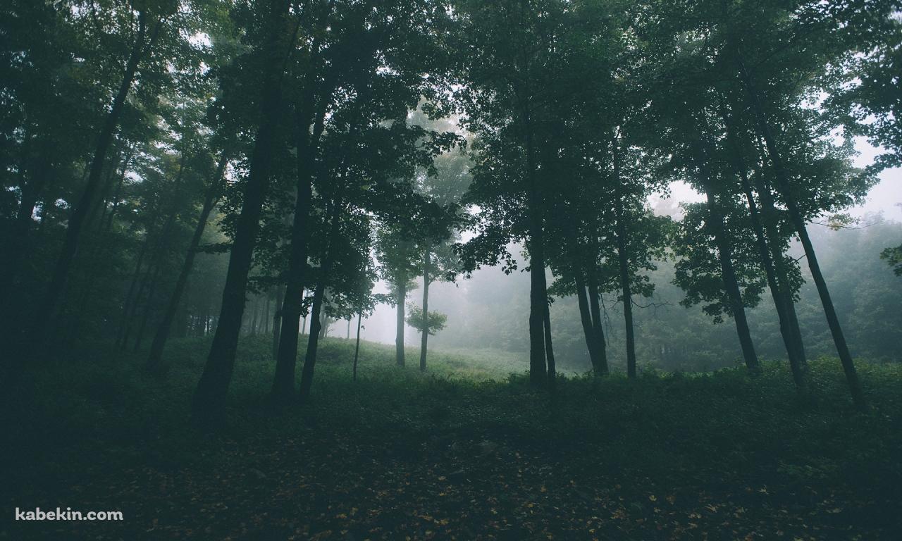 DEEP FORESTの壁紙(1280px x 768px) 高画質 PC・デスクトップ用