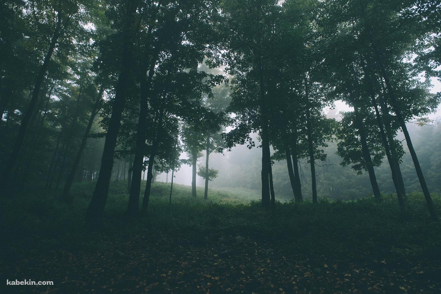 DEEP FORESTの壁紙(1440px x 960px) 高画質 PC・デスクトップ用