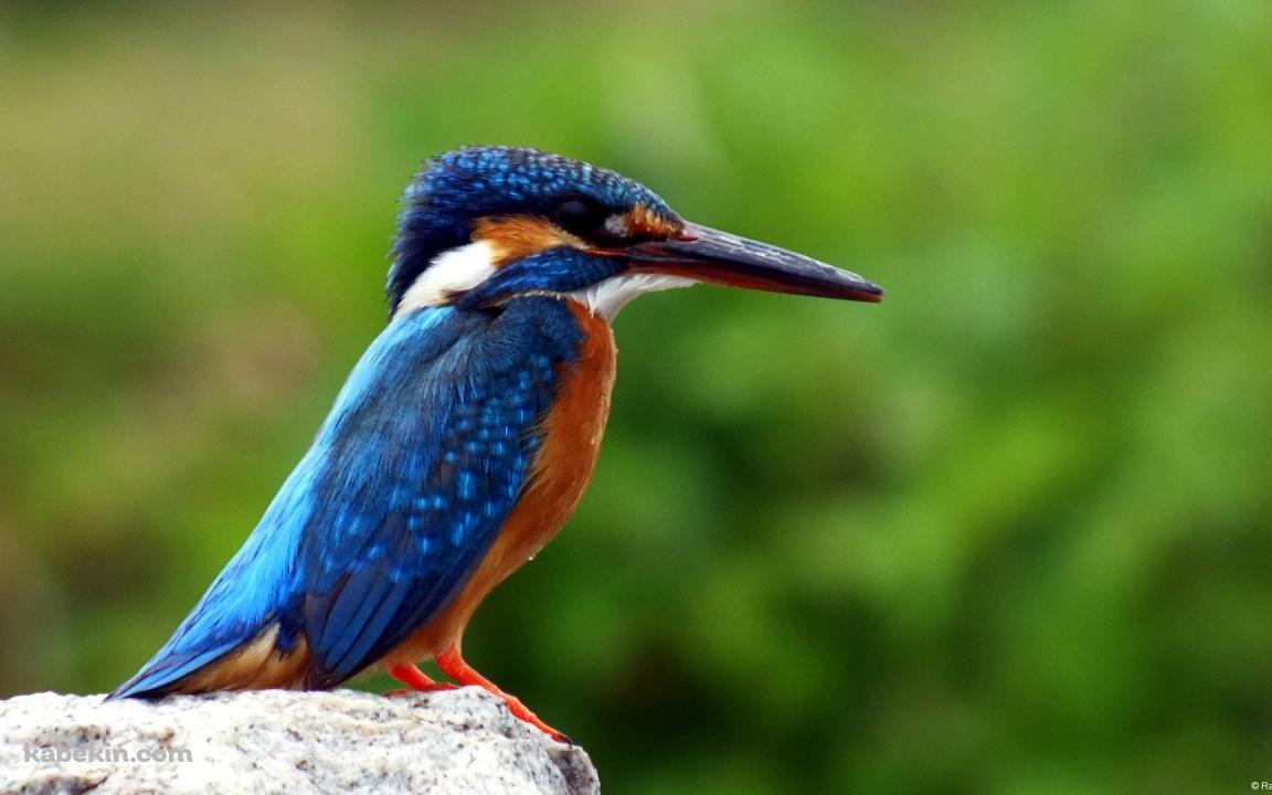 カワセミの壁紙(1152px x 720px) 高画質 PC・デスクトップ用