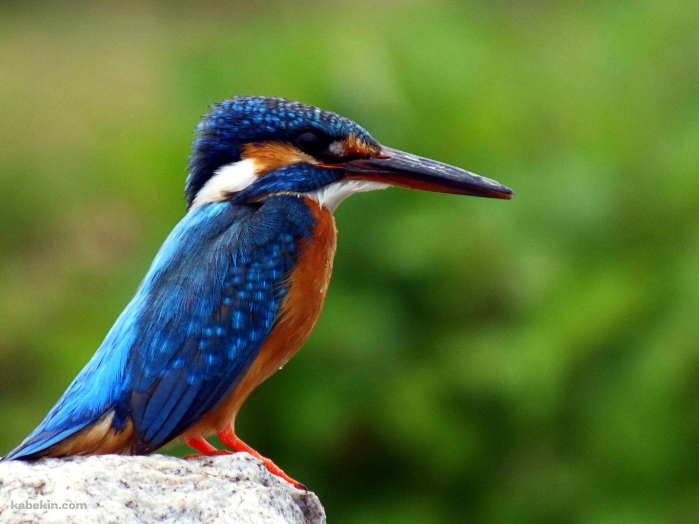カワセミの壁紙(1400px x 1050px) 高画質 PC・デスクトップ用