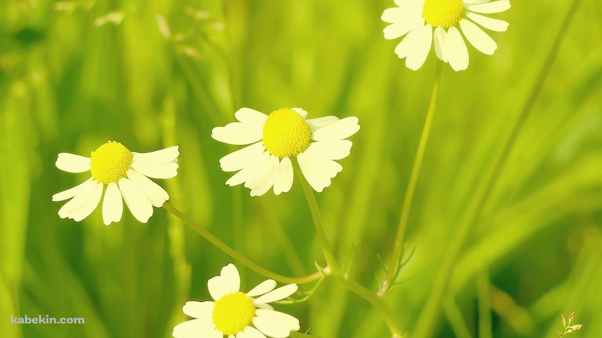 白い花の壁紙(1242px x 698px) 高画質 PC・デスクトップ用