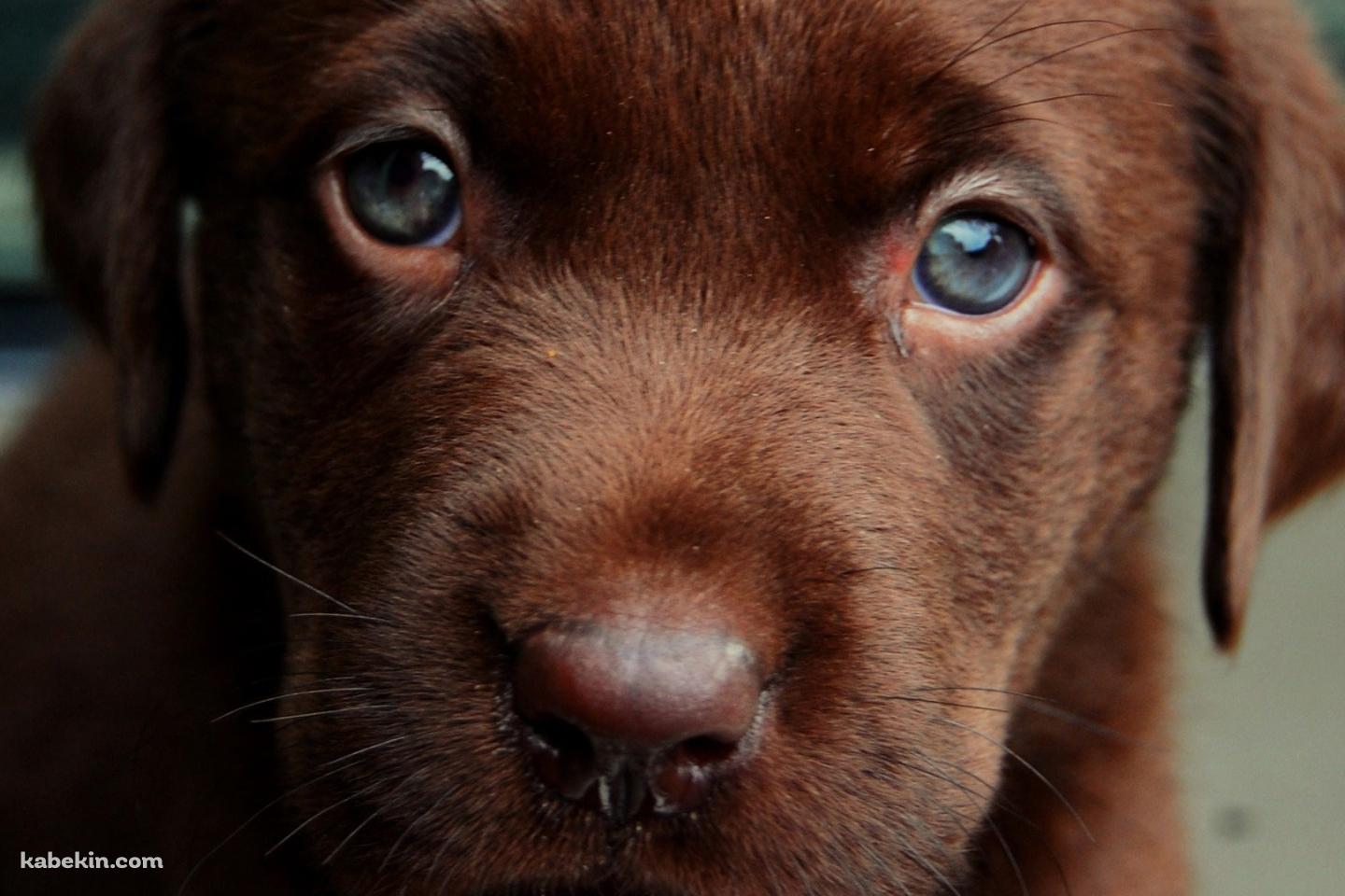 茶色い子犬の壁紙(1440px x 960px) 高画質 PC・デスクトップ用