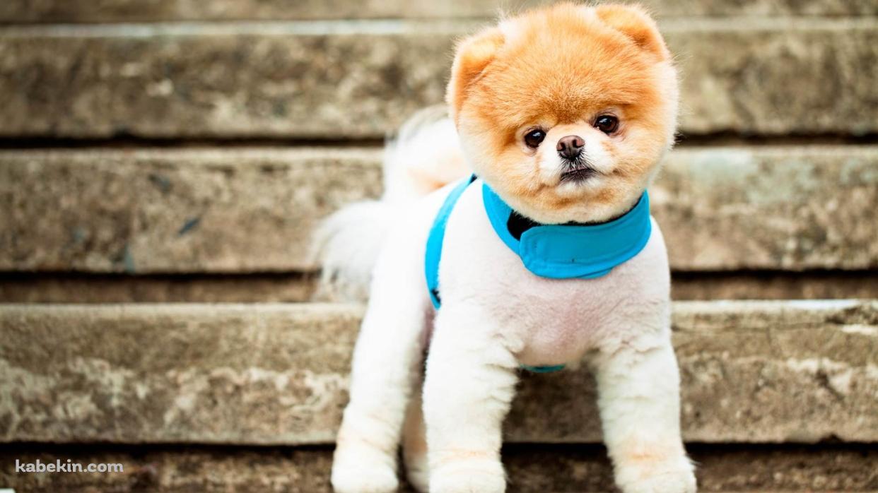 キュートなポメラニアンの壁紙(1242px x 698px) 高画質 PC・デスクトップ用