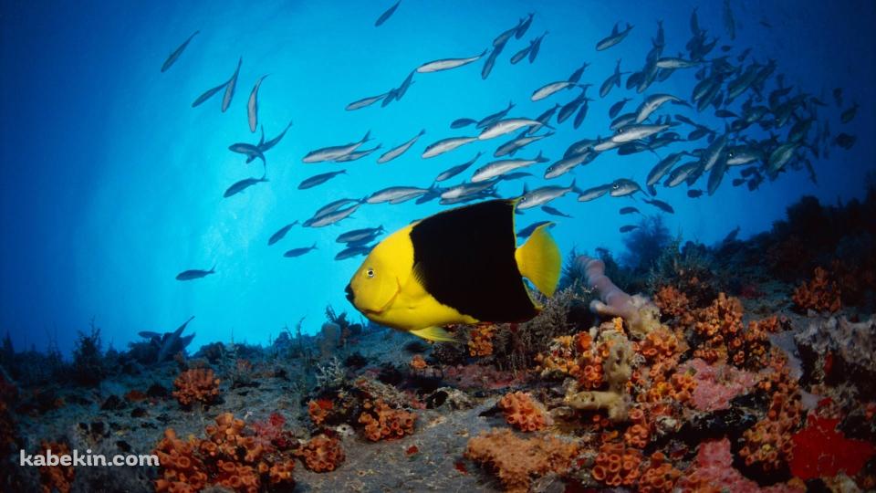黄色の熱帯魚の壁紙(960px x 540px) 高画質 PC・デスクトップ用