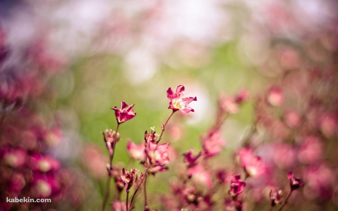風にそよぐ花の壁紙(1152px x 720px) 高画質 PC・デスクトップ用