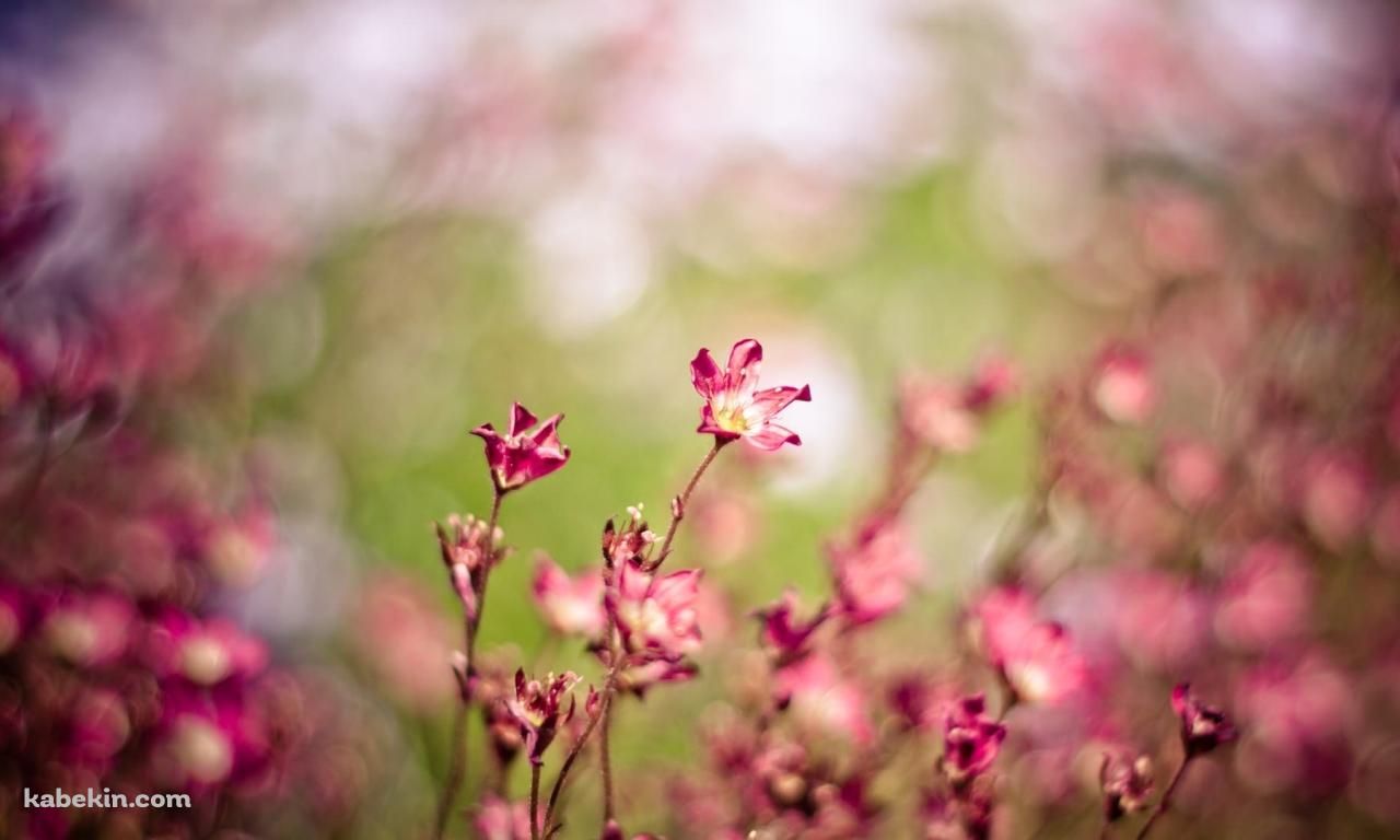 風にそよぐ花の壁紙(1280px x 768px) 高画質 PC・デスクトップ用