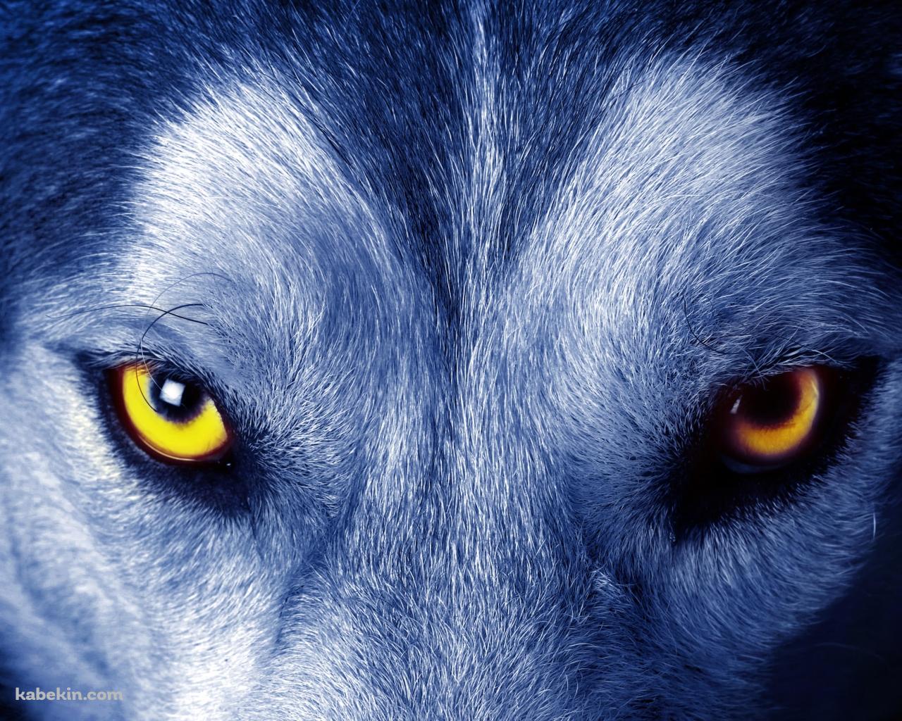 狼のするどい眼光の壁紙(1280px x 1024px) 高画質 PC・デスクトップ用
