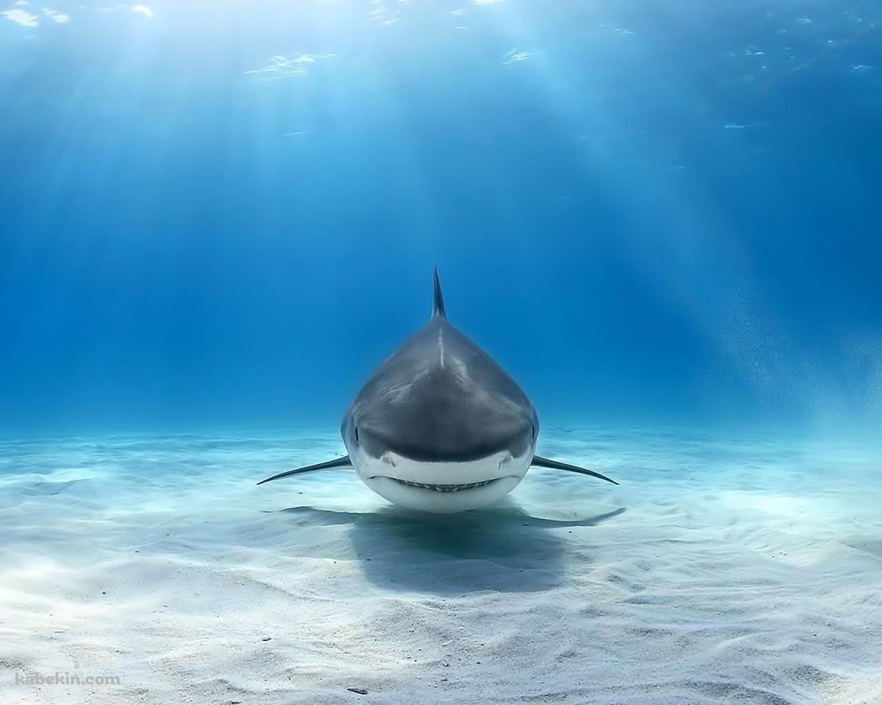 シャーク 鮫 正面の壁紙(1280px x 1024px) 高画質 PC・デスクトップ用