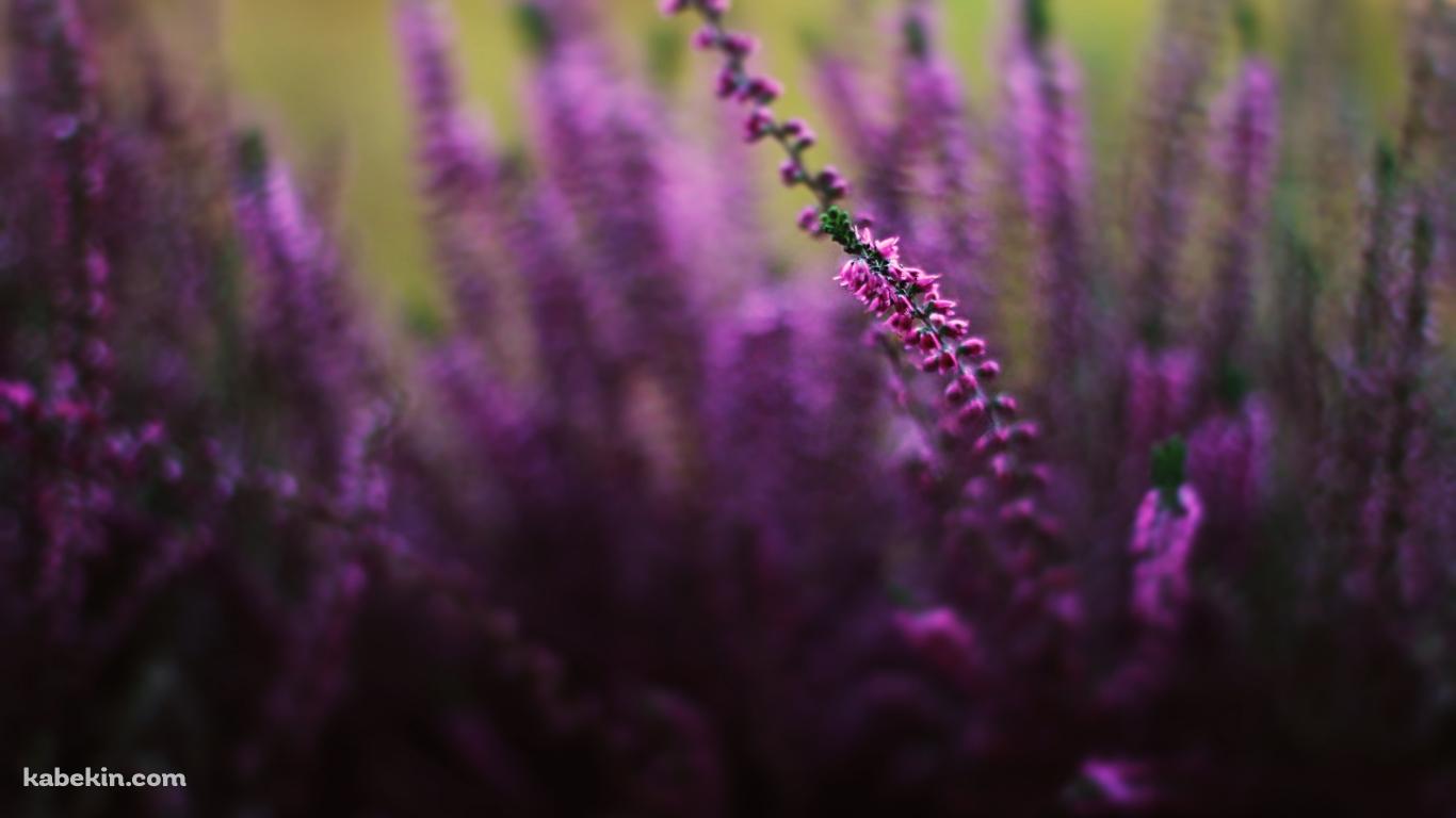 ライラックの壁紙(1366px x 768px) 高画質 PC・デスクトップ用