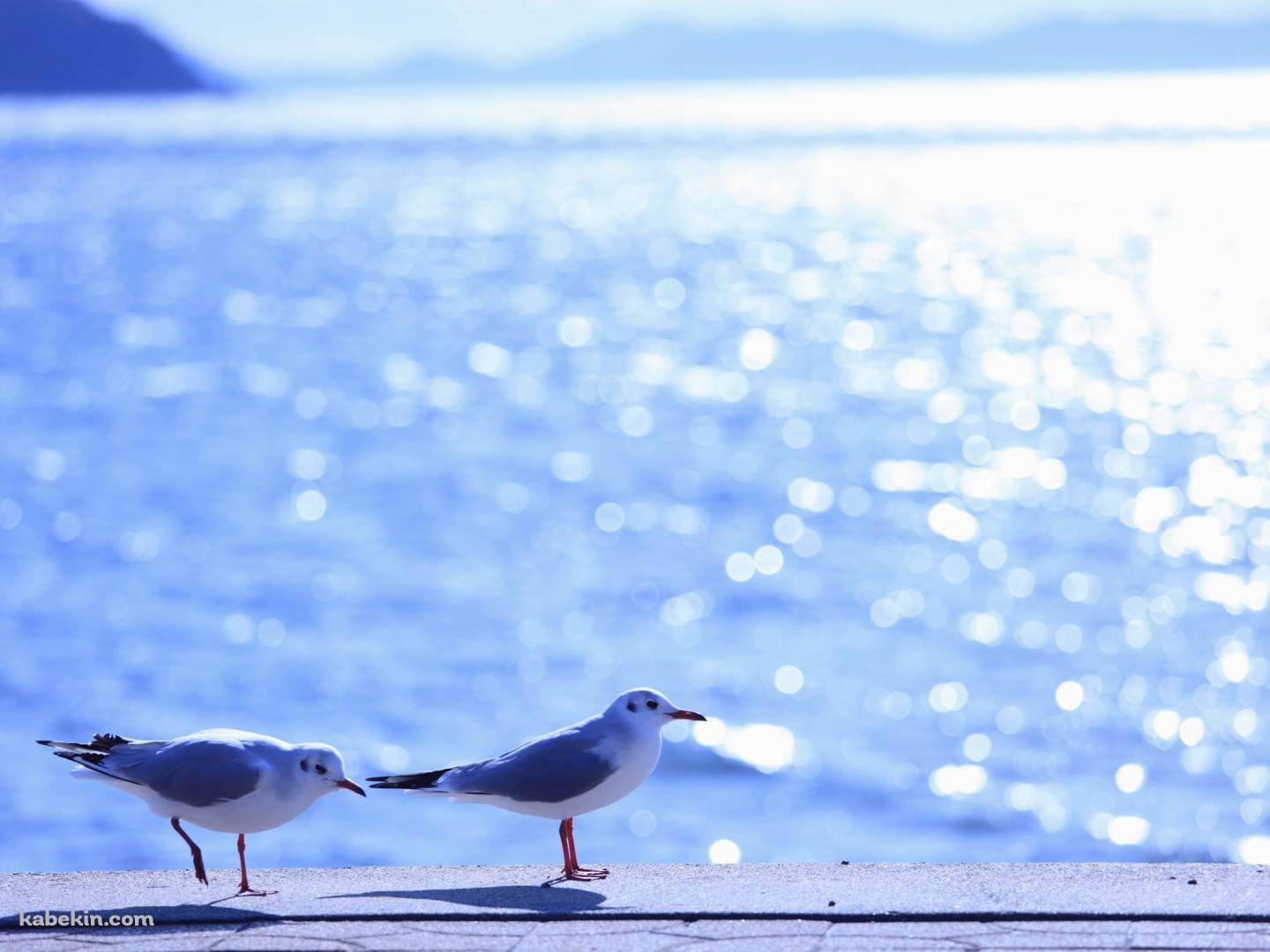 海とカモメの壁紙(1440px x 1080px) 高画質 PC・デスクトップ用
