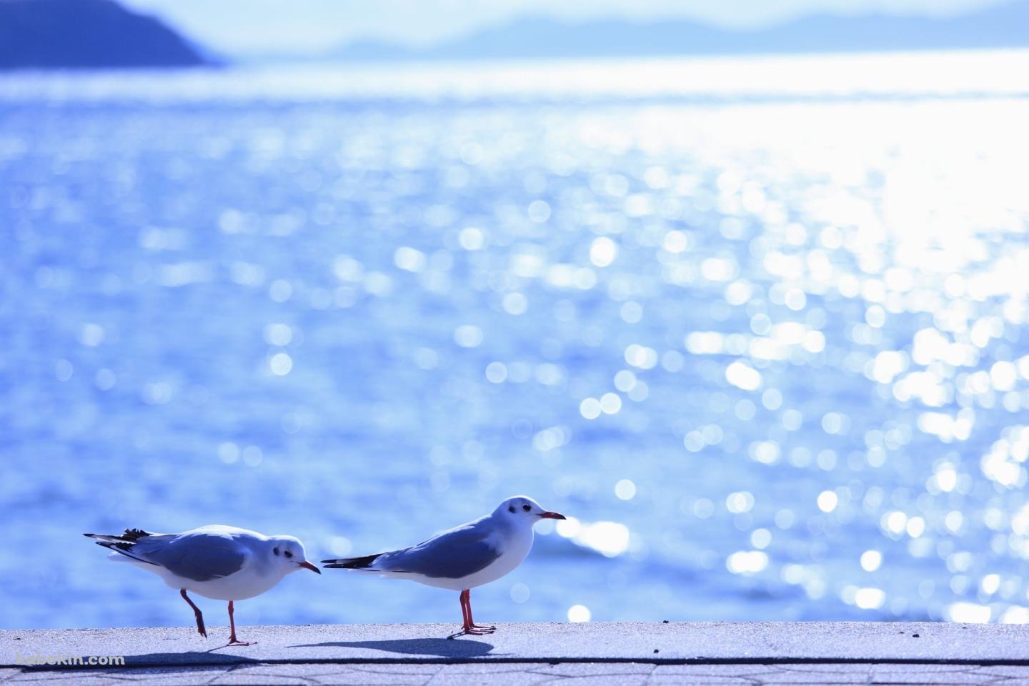 海とカモメの壁紙(1440px x 960px) 高画質 PC・デスクトップ用