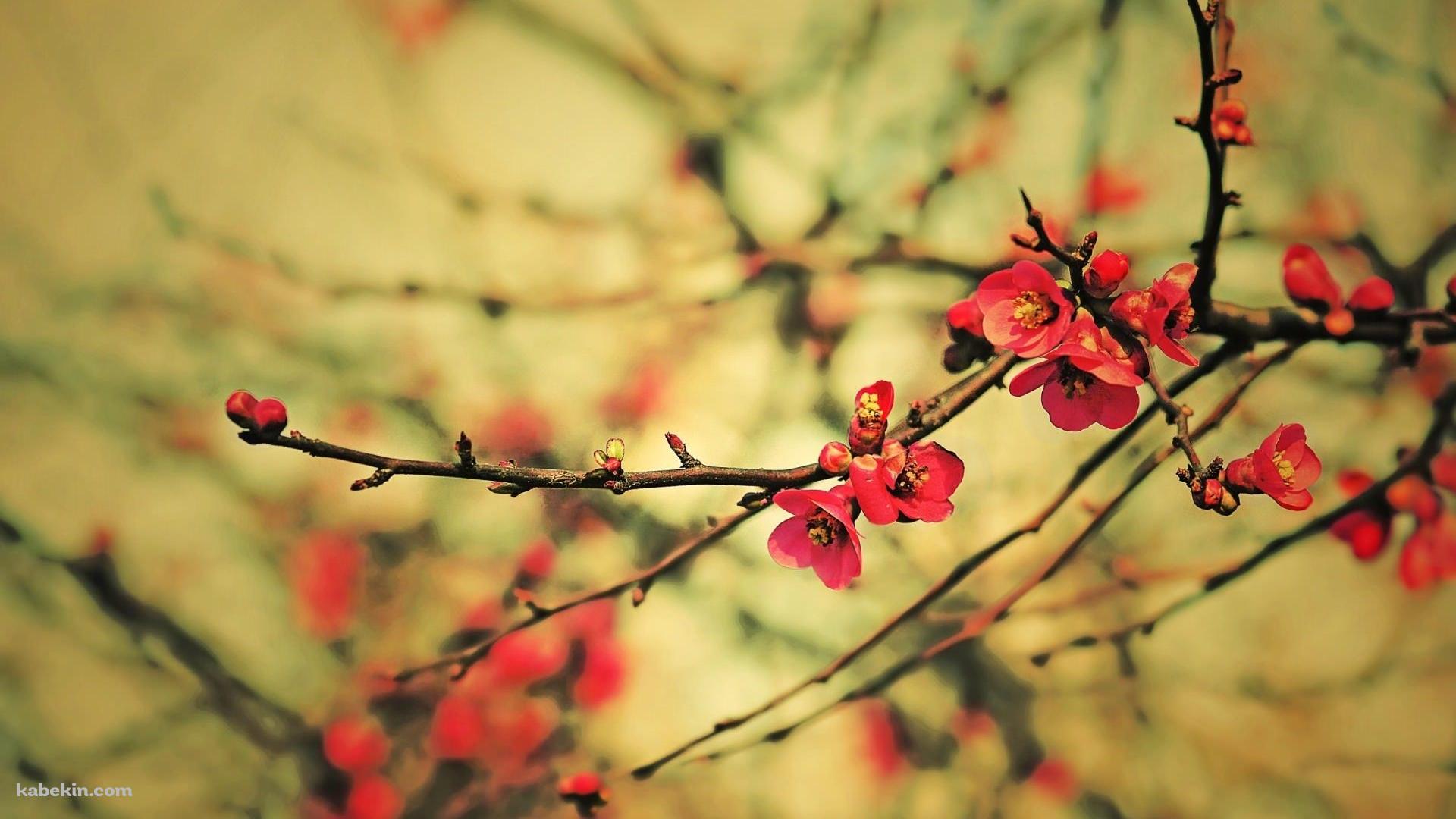 梅の花 赤の壁紙(1920px x 1080px) 高画質 PC・デスクトップ用