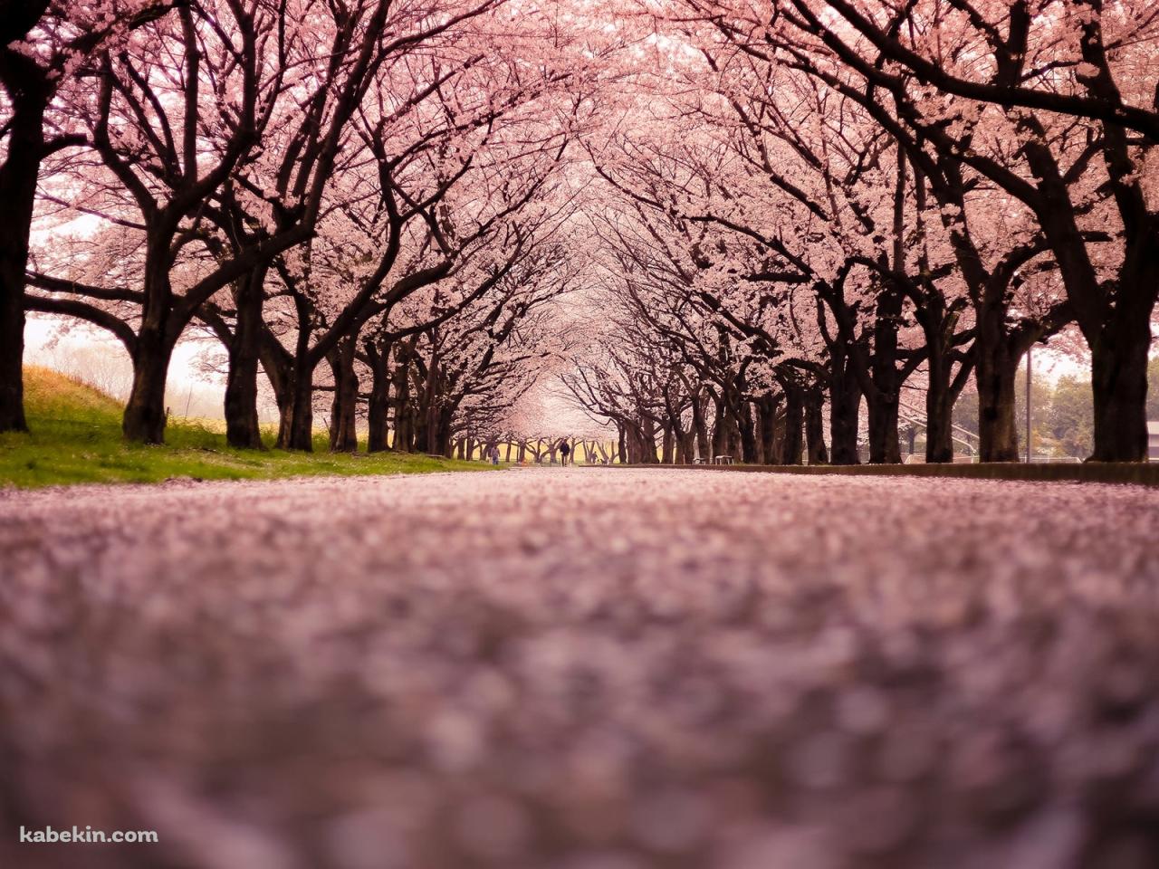 一面の桜の景色の壁紙(1280px x 960px) 高画質 PC・デスクトップ用
