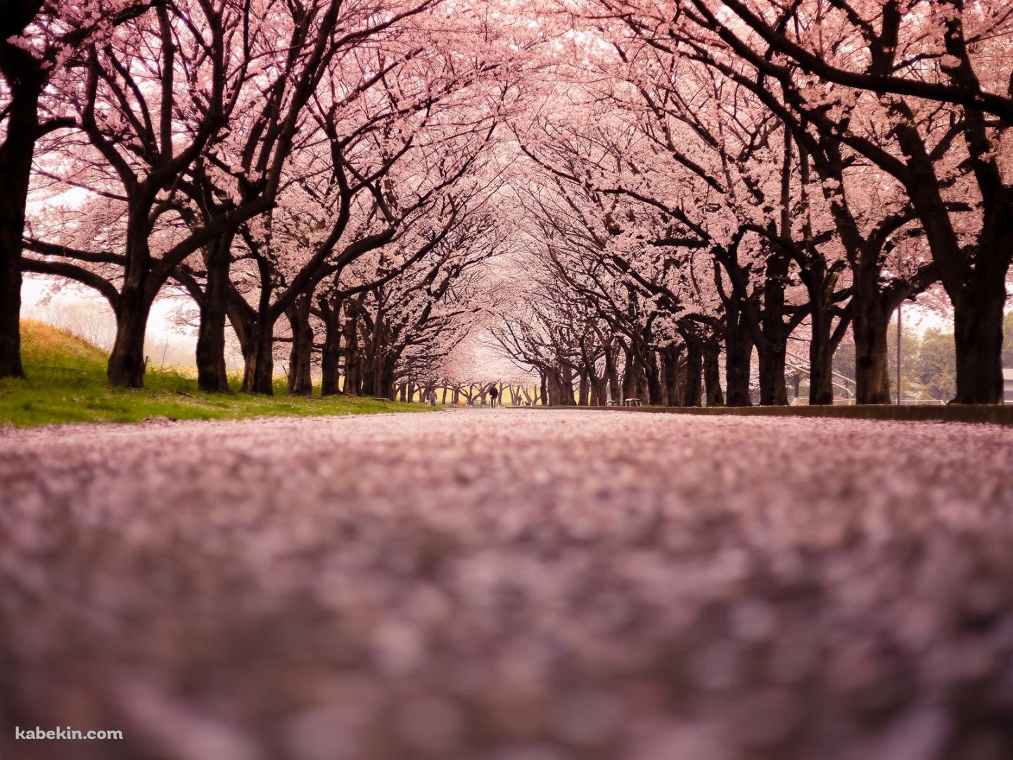 一面の桜の景色の壁紙(1440px x 1080px) 高画質 PC・デスクトップ用
