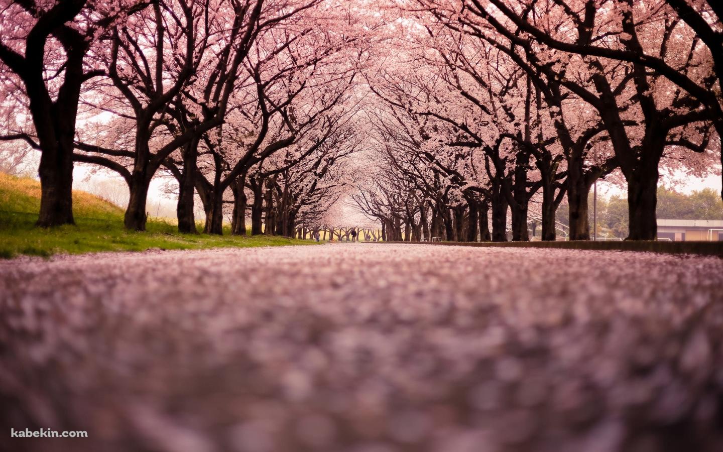 一面の桜の景色の壁紙(1440px x 900px) 高画質 PC・デスクトップ用