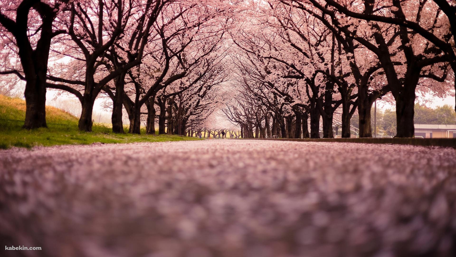 一面の桜の景色の壁紙(1920px x 1080px) 高画質 PC・デスクトップ用