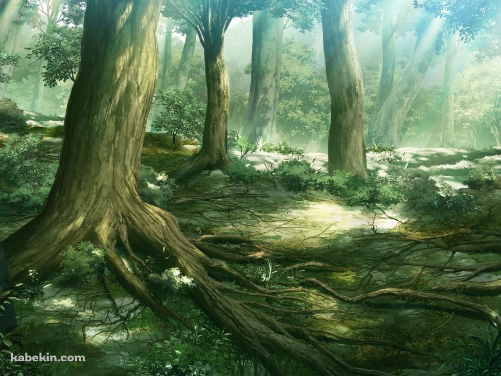森のイラストの壁紙(1024px x 768px) 高画質 PC・デスクトップ用
