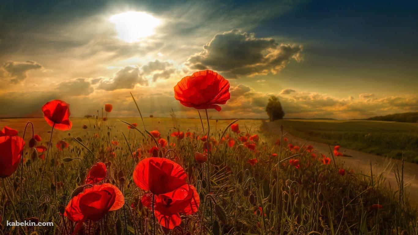 赤い花と太陽の壁紙(1366px x 768px) 高画質 PC・デスクトップ用