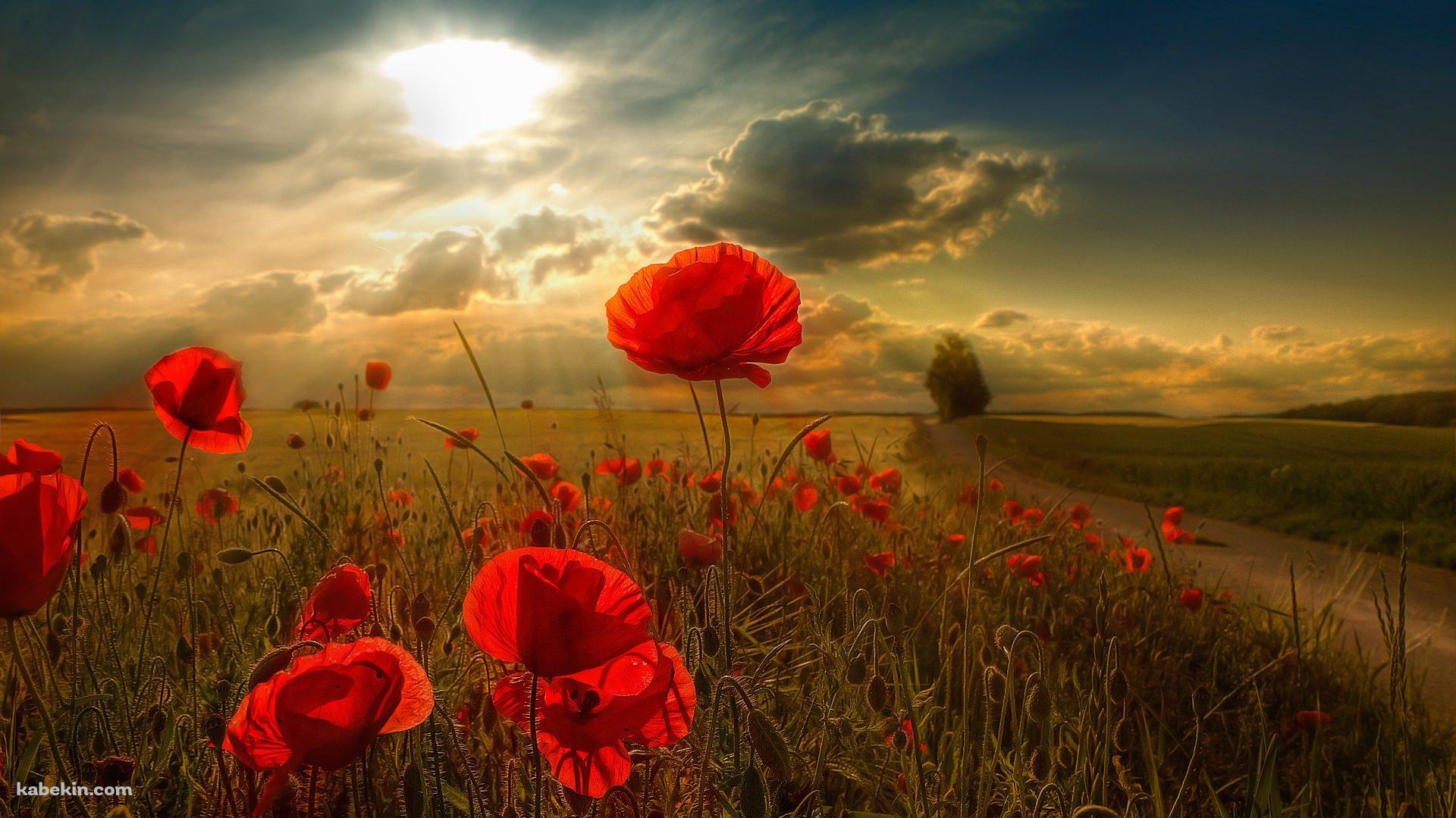 赤い花と太陽の壁紙(1920px x 1080px) 高画質 PC・デスクトップ用