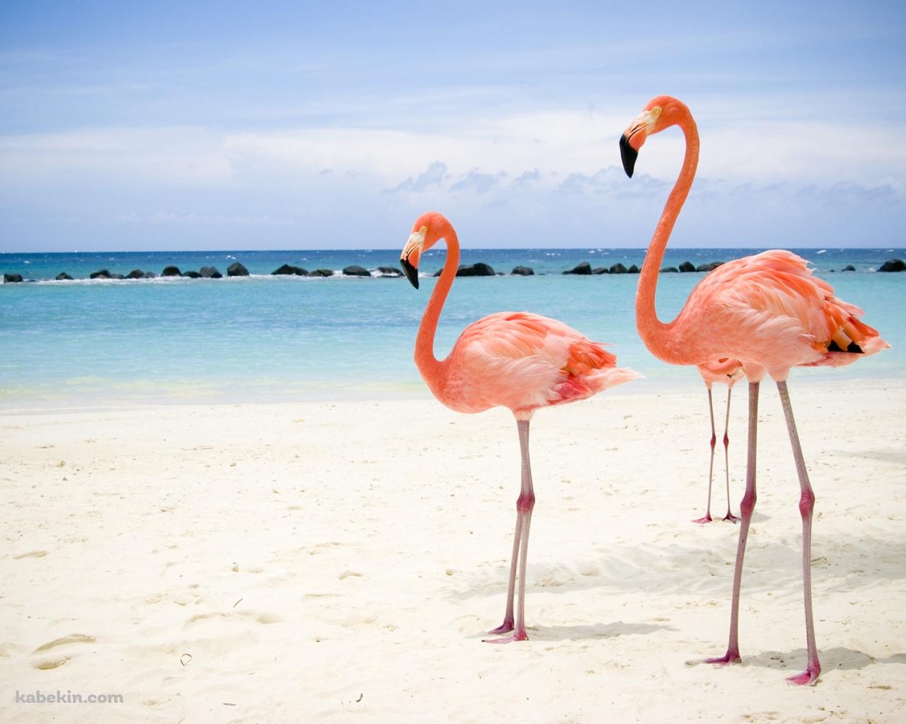 2羽のフラミンゴの壁紙(1280px x 1024px) 高画質 PC・デスクトップ用