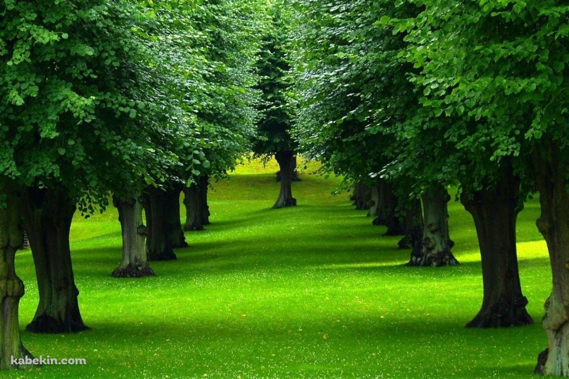 緑の木々の壁紙(1152px x 768px) 高画質 PC・デスクトップ用