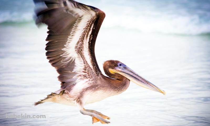 ペリカンの壁紙(800px x 480px) 高画質 PC・デスクトップ用