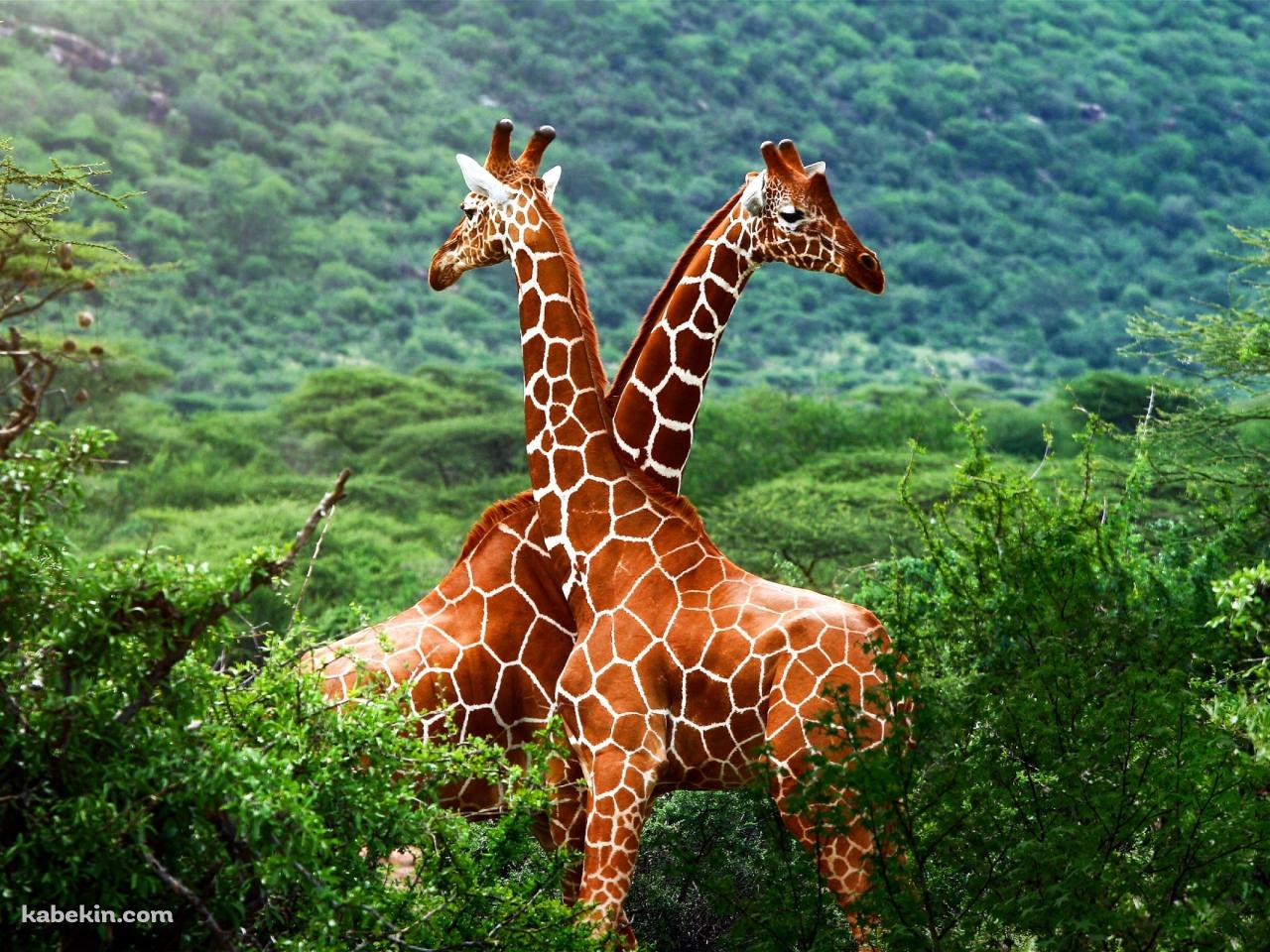 キリンの壁紙(1280px x 960px) 高画質 PC・デスクトップ用