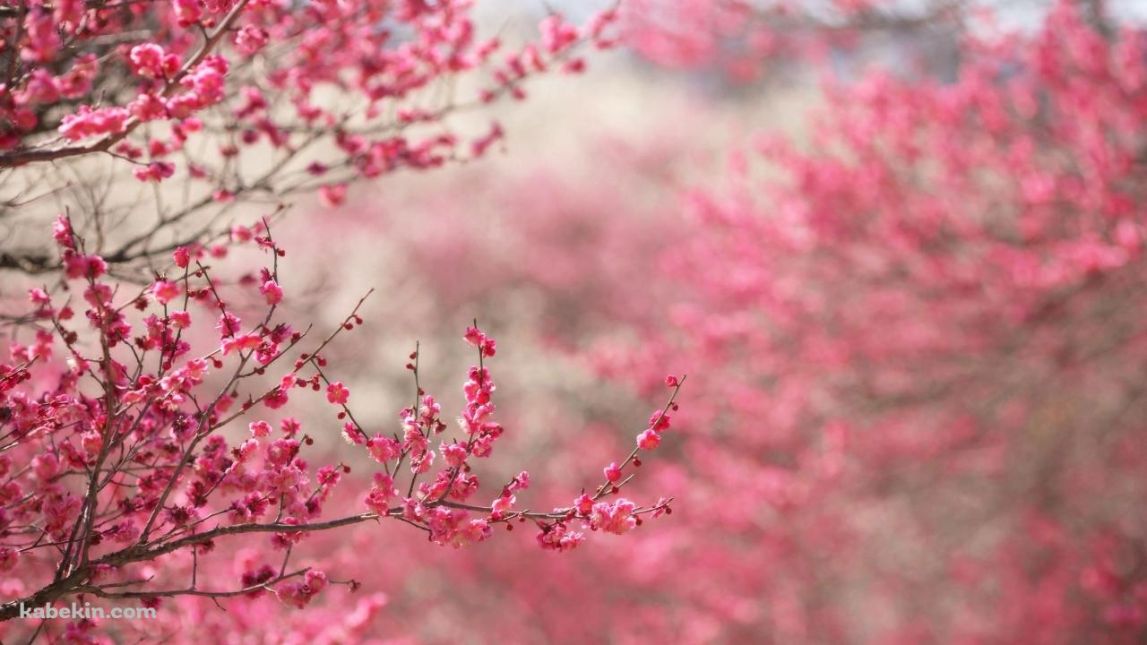 Spring Flowerの壁紙(1280px x 720px) 高画質 PC・デスクトップ用