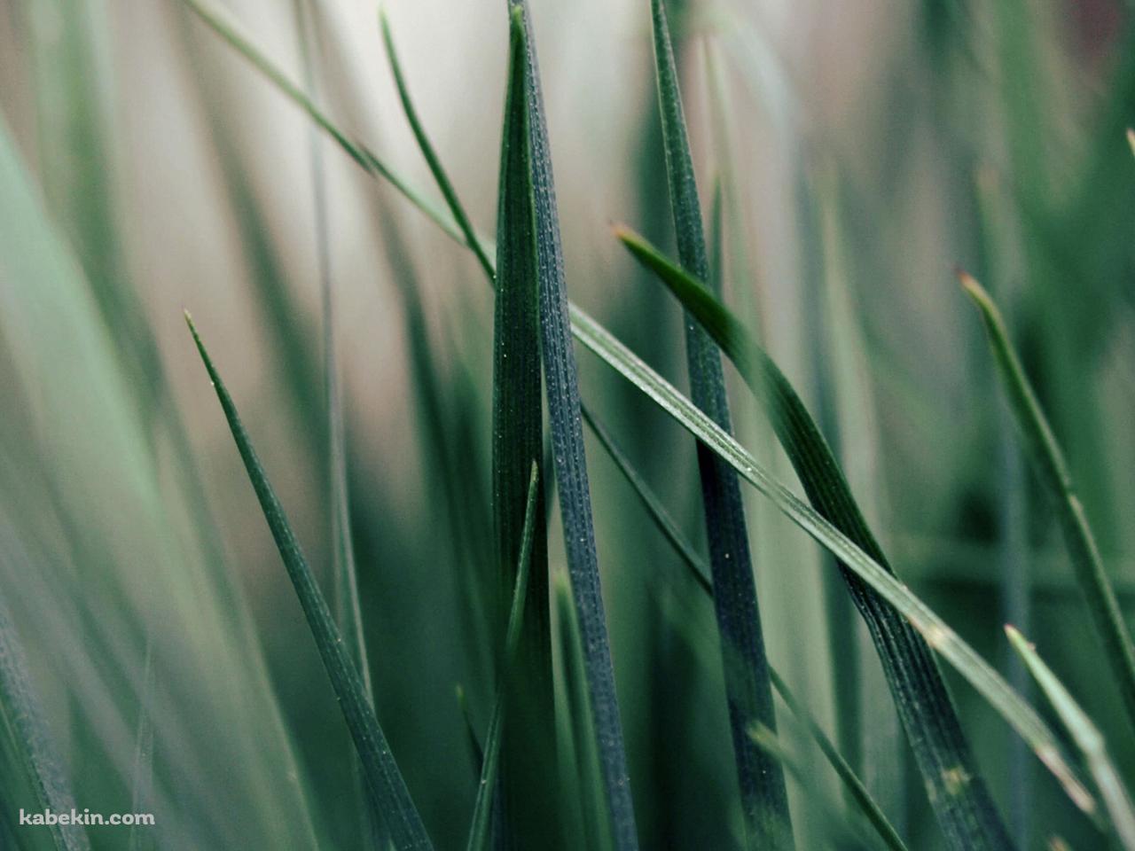 weedの壁紙(1280px x 960px) 高画質 PC・デスクトップ用