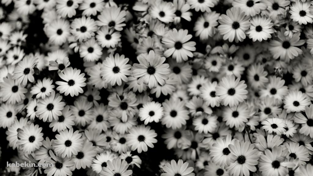 モノクロの花の壁紙(1024px x 576px) 高画質 PC・デスクトップ用