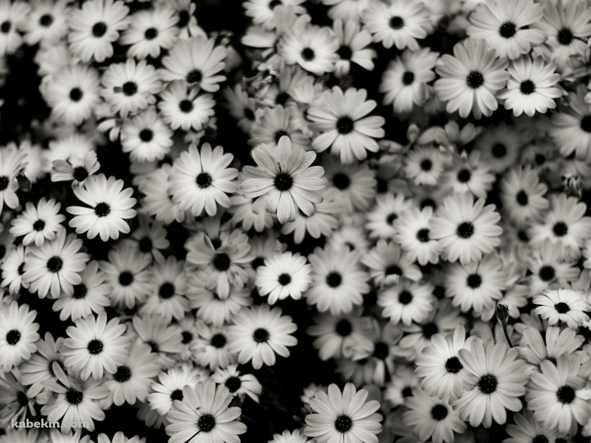 モノクロの花の壁紙(1152px x 864px) 高画質 PC・デスクトップ用