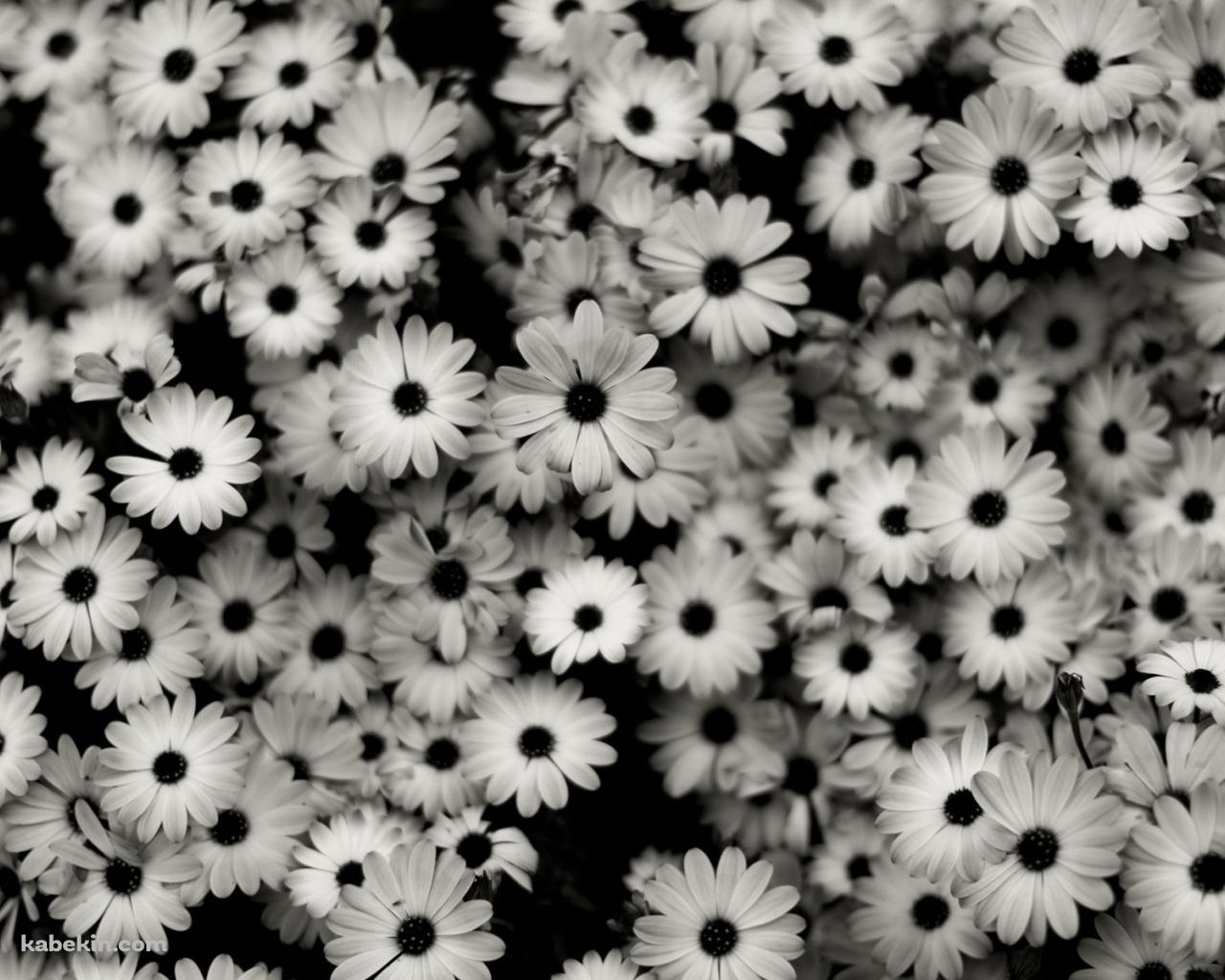 モノクロの花の壁紙(1280px x 1024px) 高画質 PC・デスクトップ用
