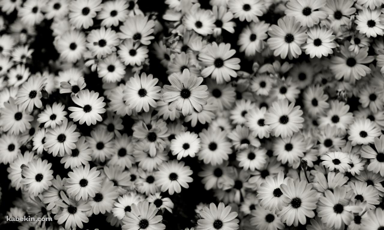 モノクロの花の壁紙(1280px x 768px) 高画質 PC・デスクトップ用