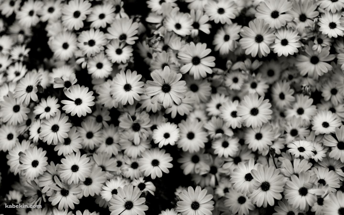 モノクロの花の壁紙(1440px x 900px) 高画質 PC・デスクトップ用