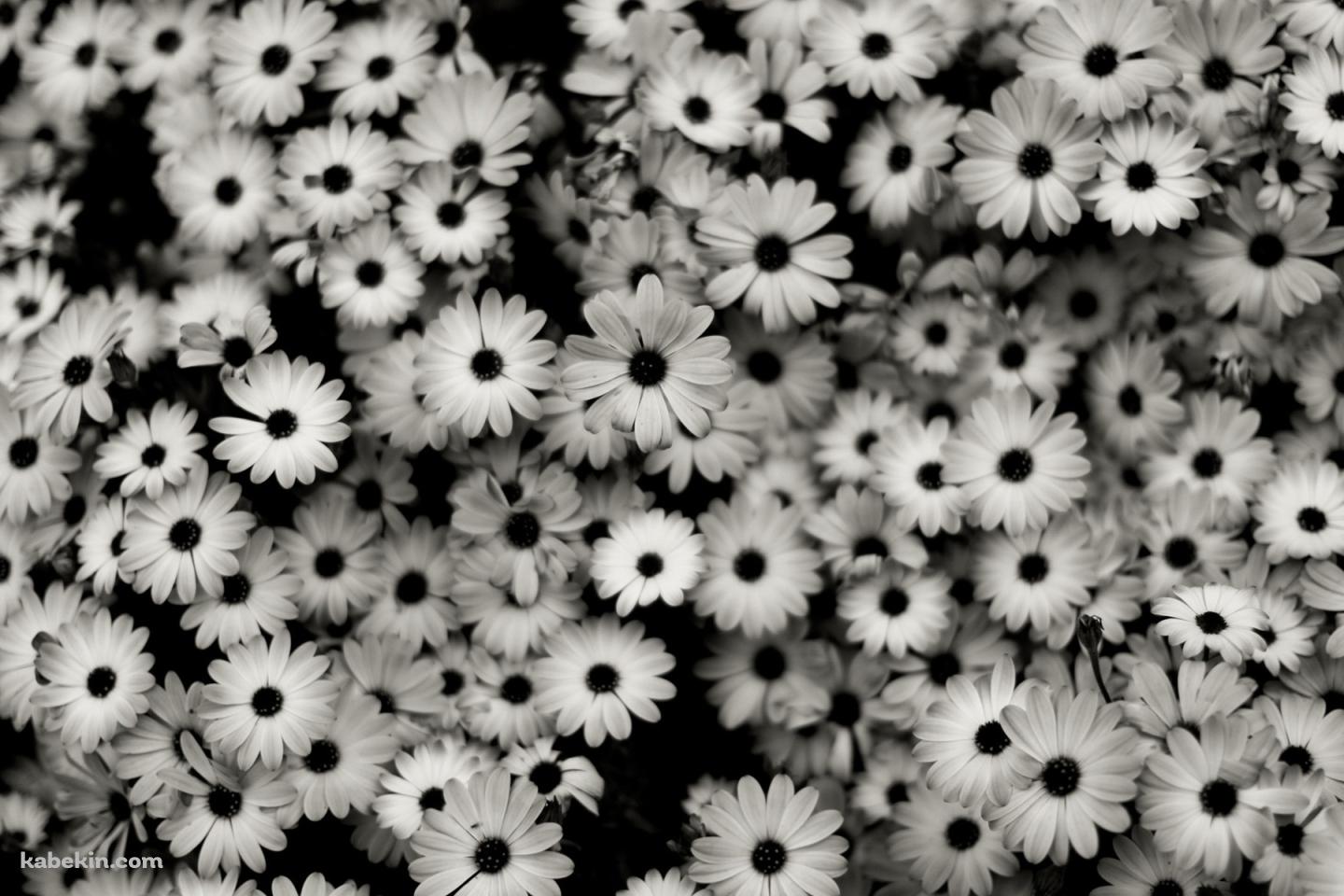 モノクロの花の壁紙(1440px x 960px) 高画質 PC・デスクトップ用