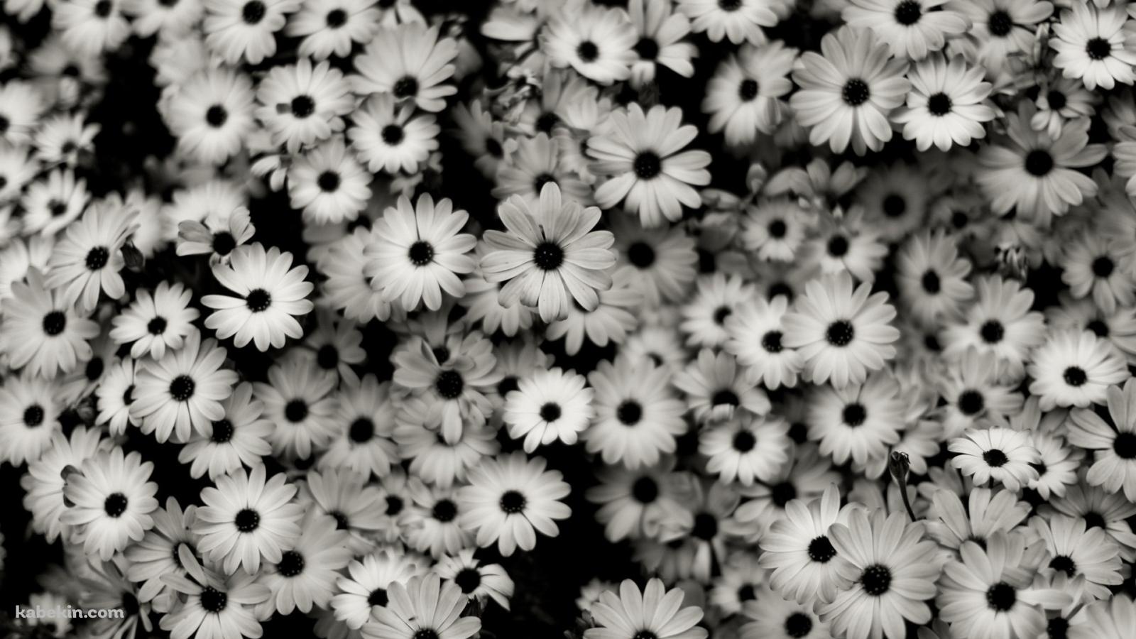 モノクロの花の壁紙(1600px x 900px) 高画質 PC・デスクトップ用