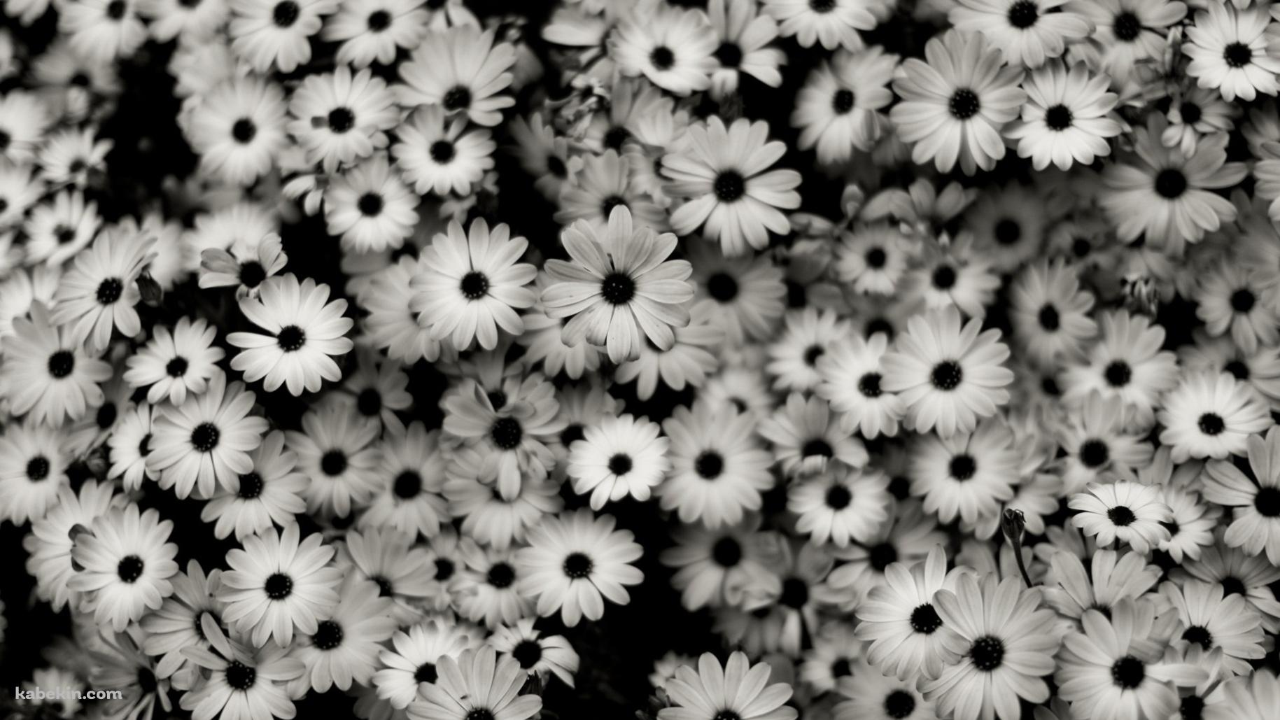 モノクロの花の壁紙(1829px x 1029px) 高画質 PC・デスクトップ用