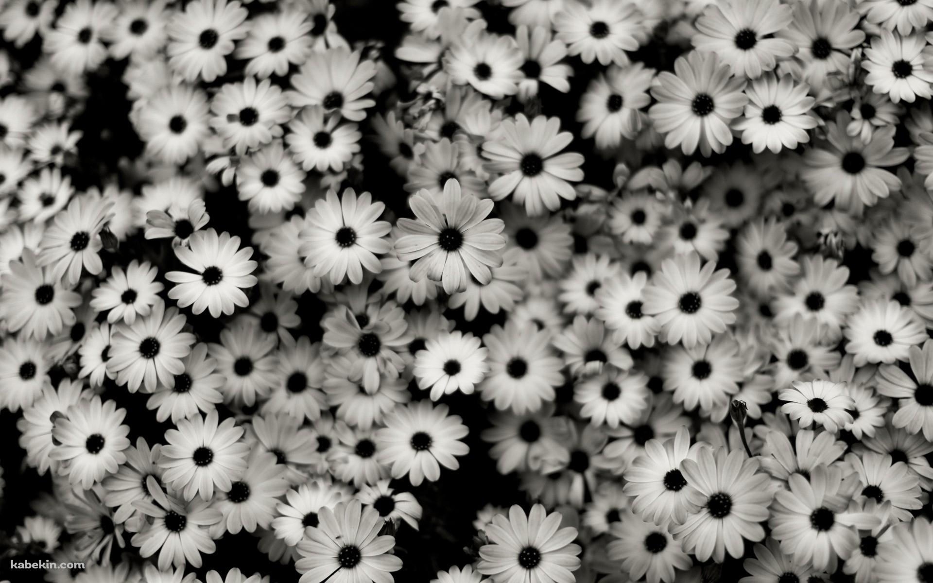モノクロの花の壁紙(1920px x 1200px) 高画質 PC・デスクトップ用