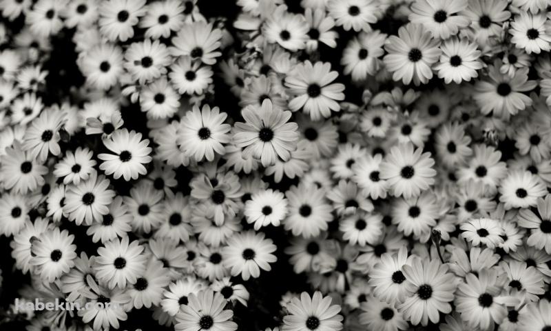 モノクロの花の壁紙(800px x 480px) 高画質 PC・デスクトップ用