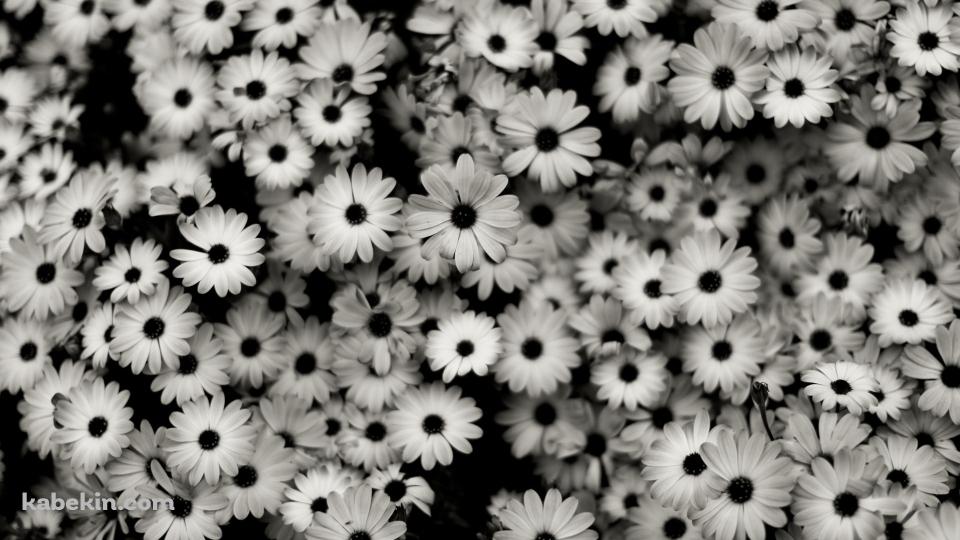 モノクロの花の壁紙(960px x 540px) 高画質 PC・デスクトップ用