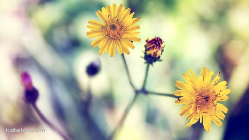 黄色のヒナギクの壁紙(960px x 540px) 高画質 PC・デスクトップ用